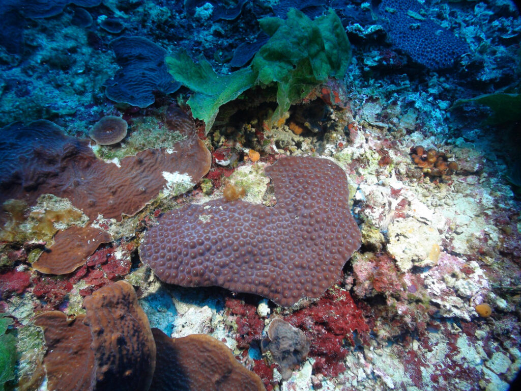 The great star coral, Montastraea cavernosa, and lettuce corals, Agaricia spp., at Pulley Ridge are two of our project’s focal species for understanding connectivity between Pulley Ridge and the Florida Keys.