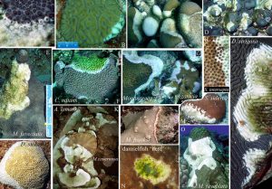 Non-Acroporid White Syndromes - Coral Disease & Health Consortium