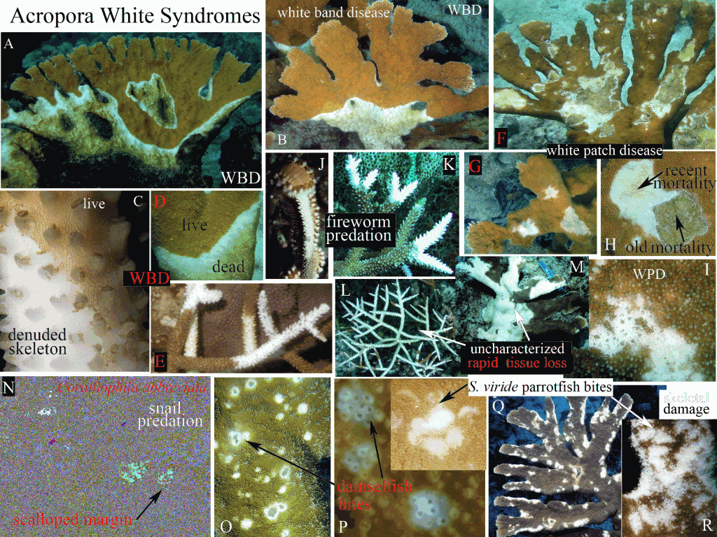 acropora white syndromes