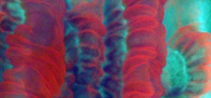 Coral Tissue Thumbnail