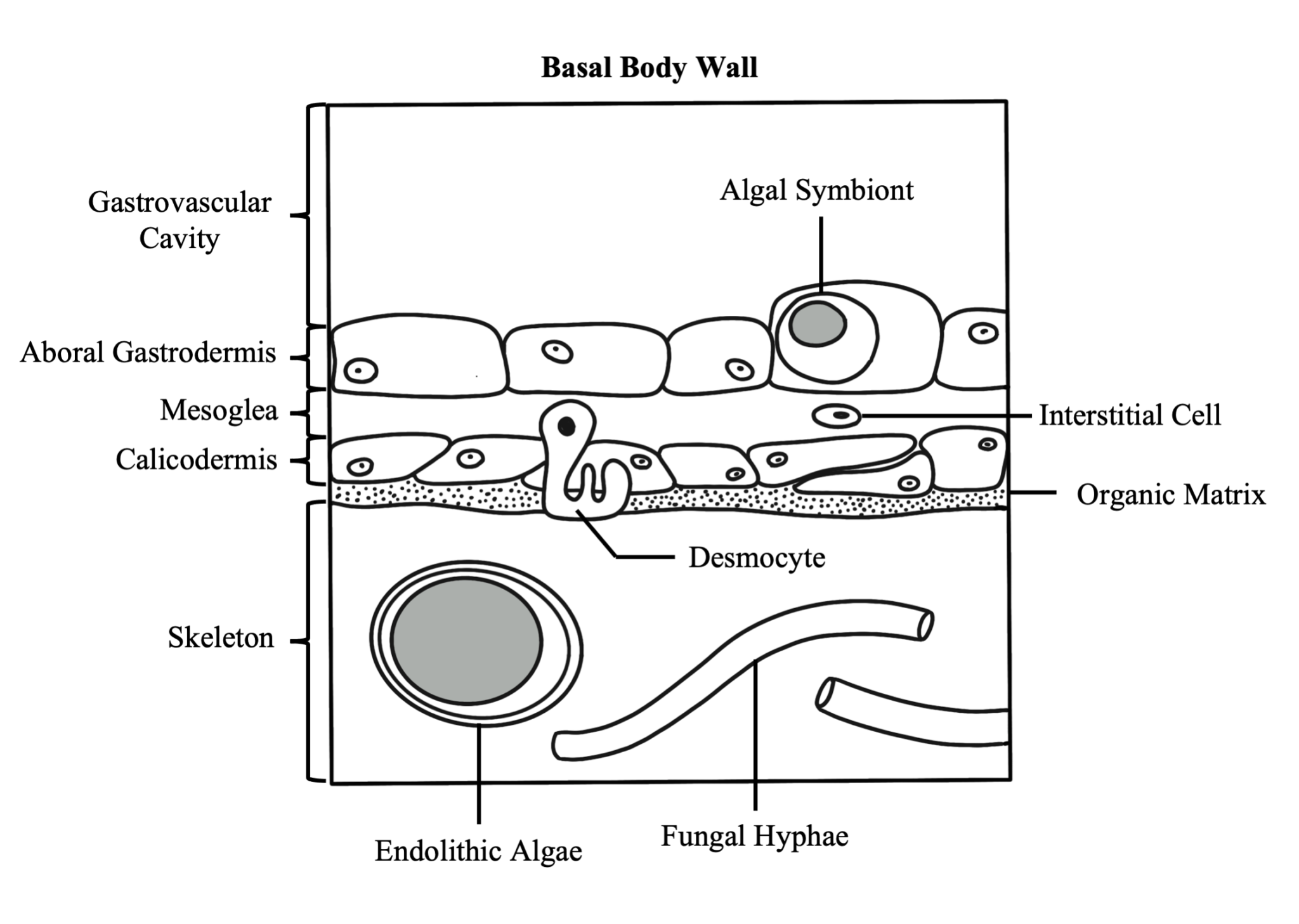 Basal Body Wall
