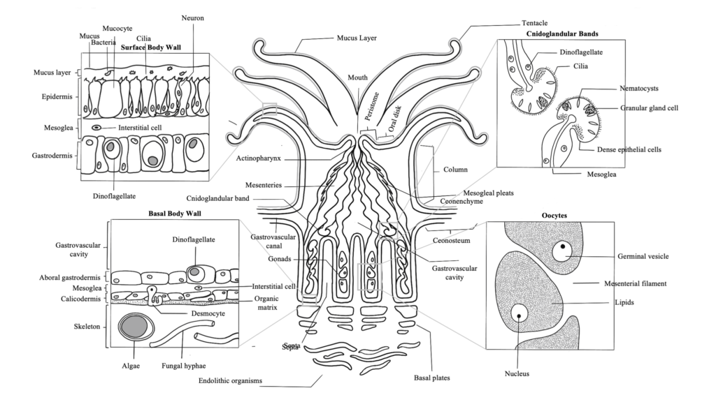 Coral Polyp Anatomy Diagram