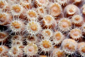 Stony and soft corals are colonial organisms comprised of many individual polyps. Photo Credit: NOAA