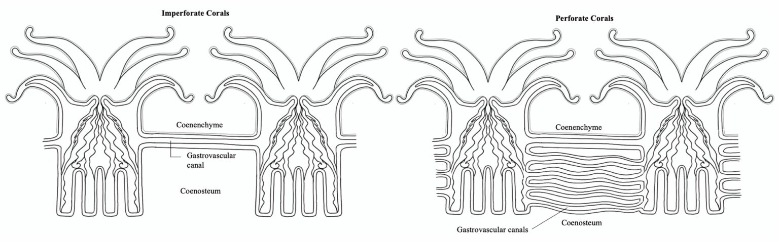 Coral Polyp Anatomy - Coral Disease & Health Consortium