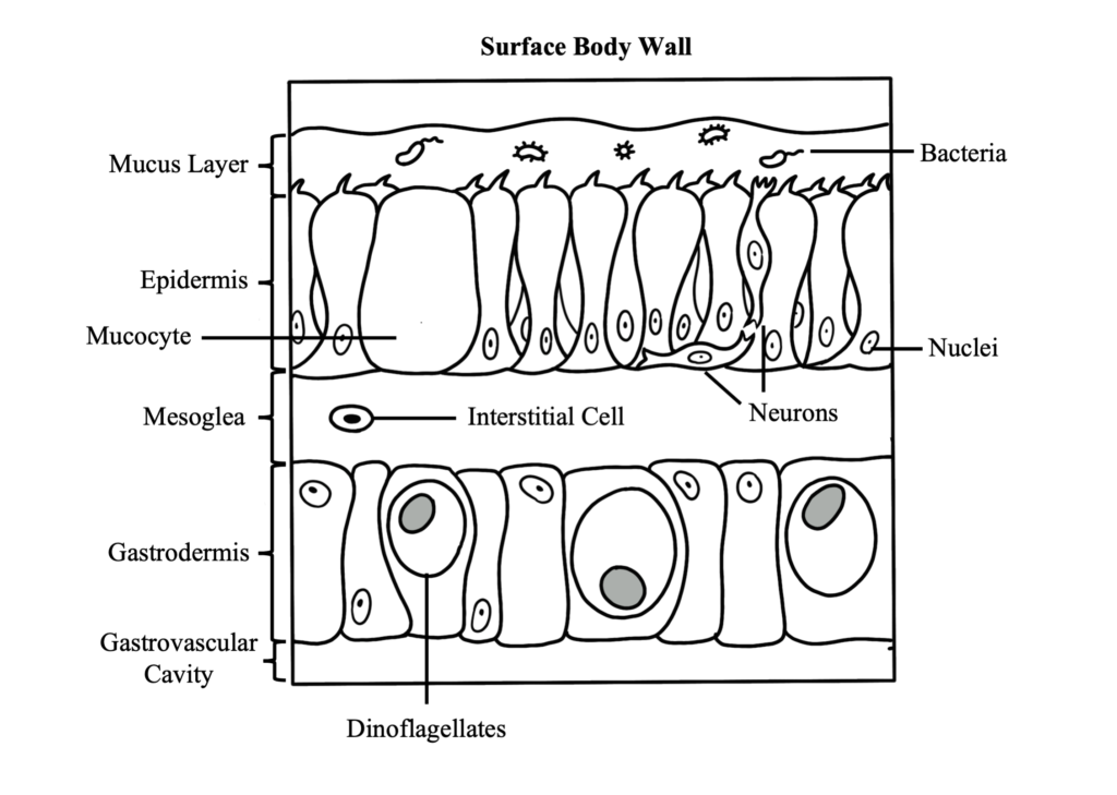 Surface Body Wall