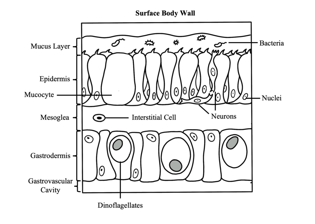 Coral Polyp Anatomy - Coral Disease & Health Consortium