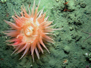 In anemones, the entire organism is comprised of a single polyp. Photo Credit: NOAA