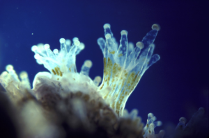 Single celled algae from the family Symbiodinacea live within coral tissues and photosynthesize, providing the coral with crucial nutrients. Photo credit: David Fleetham, www.osf.uk.com