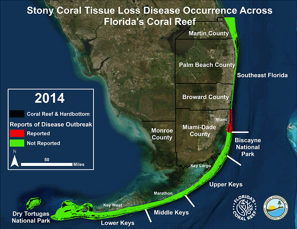 Stony Coral Tissue Loss Disease Occurrance Across Florida's Coral Reef