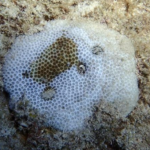 Stony Coral Tissue Loss Disease