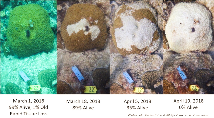 Coral Disease Progression