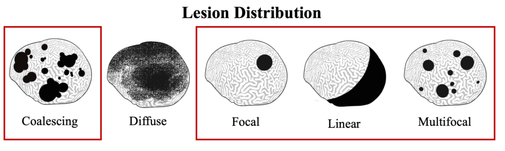 SCTLD Lesion Distribution