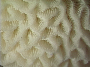 Coral Skeleton