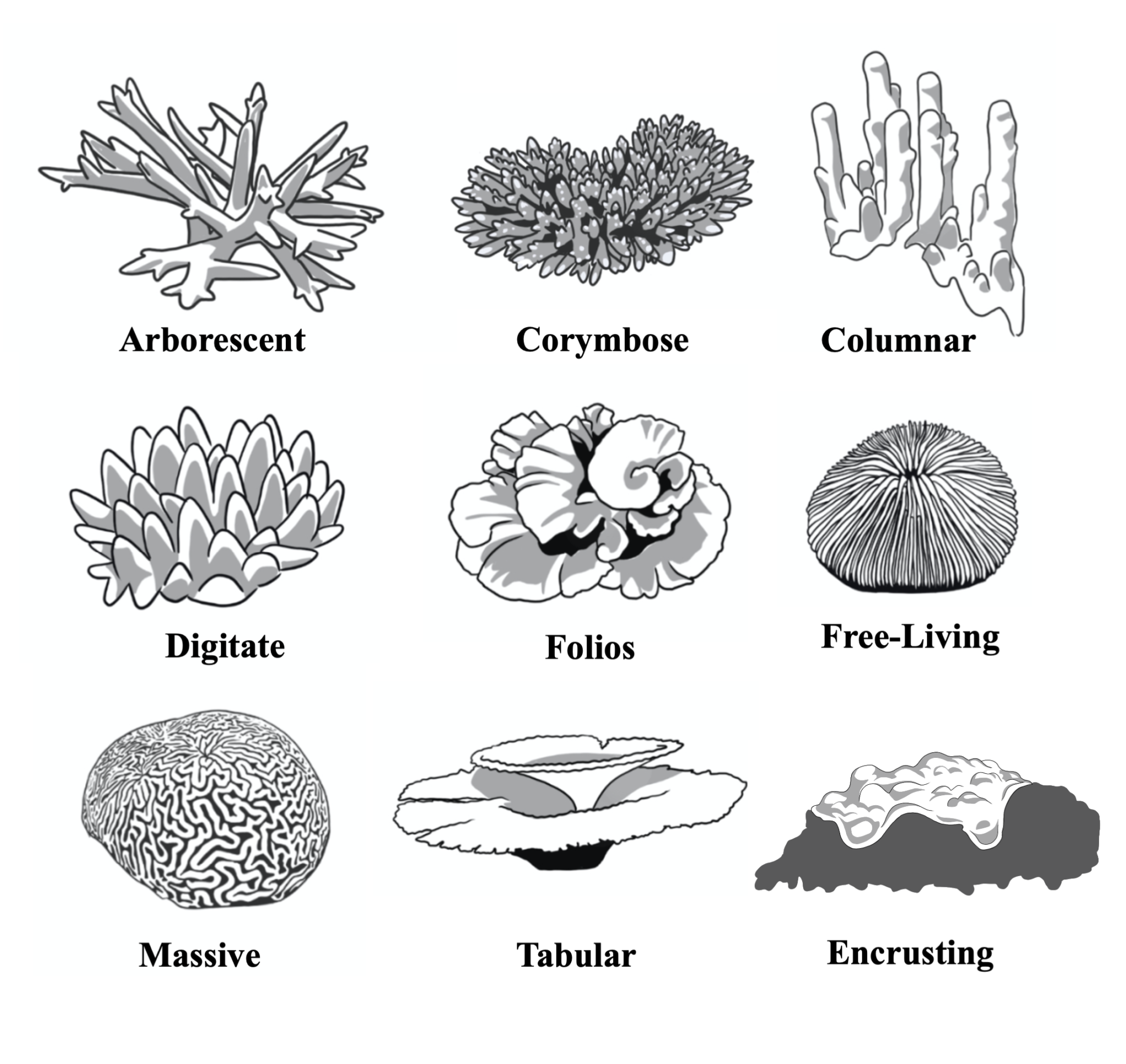 Coral Skeleton - Coral Disease & Health Consortium