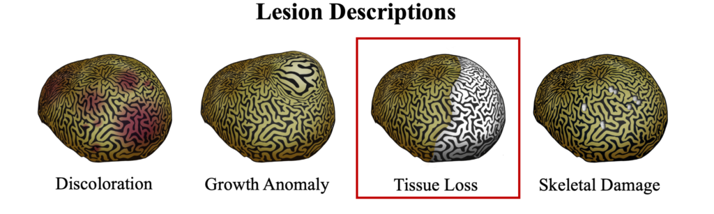 WBD Lesion Description