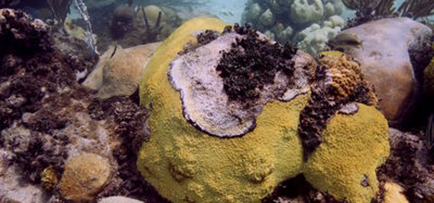 Coral Disease Thumbnail
