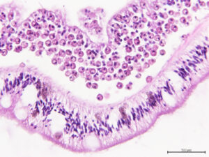 Coral Microscopic Anatomy