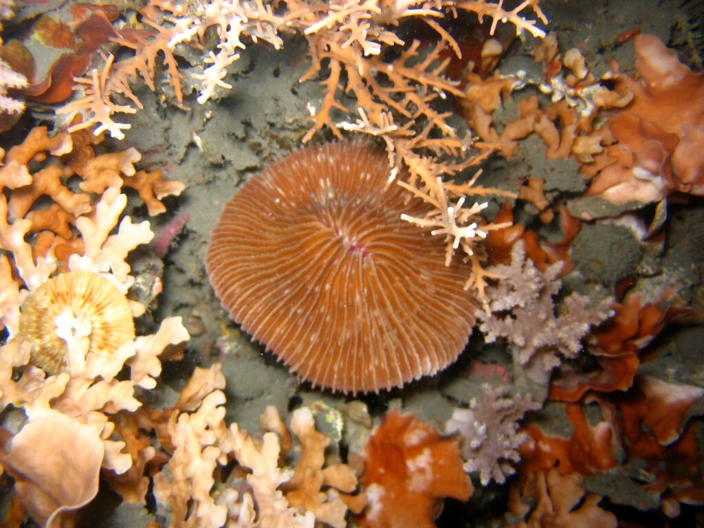 Mushroom coral