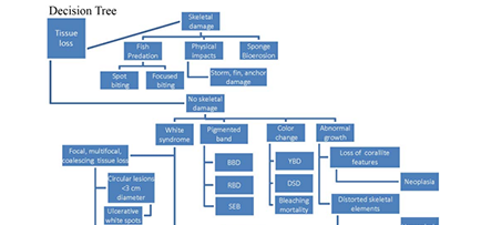 Decision tree thumbnail image