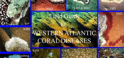 Field Guides thumbnail