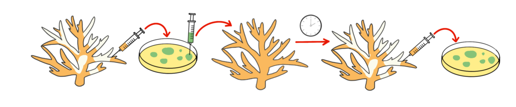 Koch's Postulates diagram