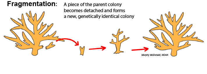 Learn to Spot Six Types of Branching Coral - Ocean Gardener