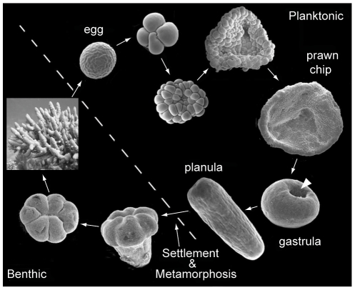 Figure of the developmental stages of coral planula larvae