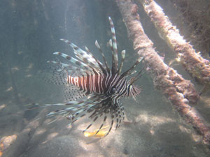 lionfish