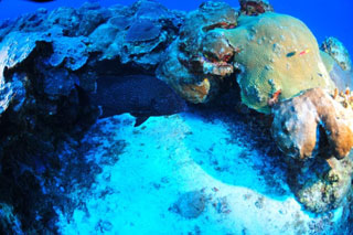 Diverse reef habitat of coral, sponge, macroalgae and fish found at the Flower Garden Banks.