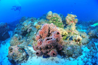 Marbled grouper are common on the reef slopes of East and West Flower Garden Banks.