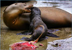 A female California sea lion, which normally has a strong maternal instinct, bites her pup shortly after giving birth at the Merino Mammal Core Center in San Pedro. Sea lions suffering from neurotoxic poisoning usually show no interest in their young, and even attack them when they try to suckle. Photograph by Rick Loomis