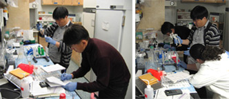 KORDI and NOAA scientists conduct an experiment using laboratory cultures to evaluate the performance of several molecular probes that will be used to detect H. circularisquarma cells in natural samples for the purpose of providing warnings to aquaculture interests threatened by this fish-killing species. (credit: NOAA)
