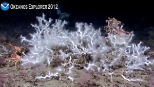 A stand of Lophelia pertusa coral, accompanied by some brittle stars and squat lobsters approximately 450 m (1476 ft) in the Gulf of Mexico's DeSoto Canyon