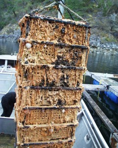Colonies of Didemnum vexillum encrusting mussel cages. Photo credit Gordon King.