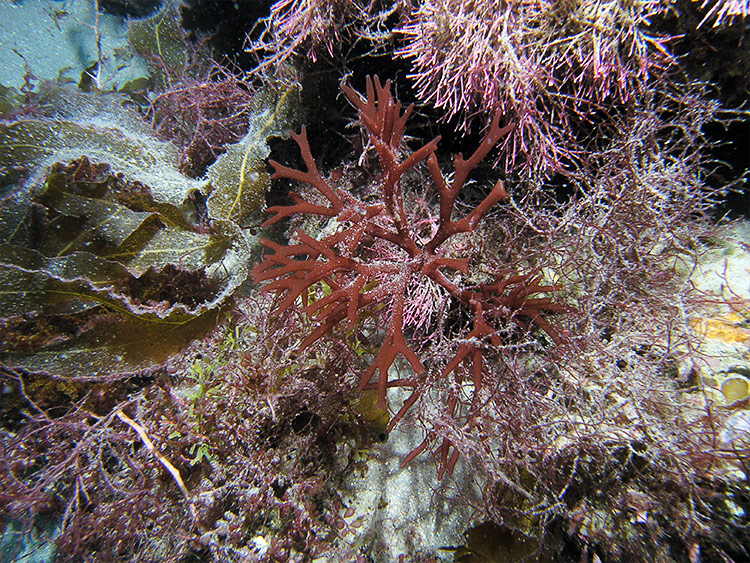 Shown are some of the rich marine algal diversity found on North Carolina temperate reefs. Dictyopteris hoytii; Botryocladia occidentalis; Dictyota ciliolata; Sebdenia flabellata; Solieria filiformis; Amphiroa beauvoisii