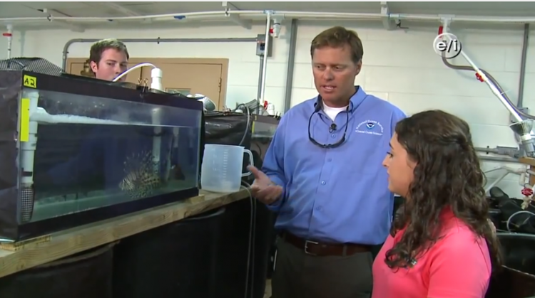 NCCOS Researcher shows TV host the invasive lionfish in a holding tank.