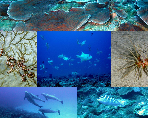 Some of the sights that greeted the researchers as they explored the coral reefs of St. Croix.