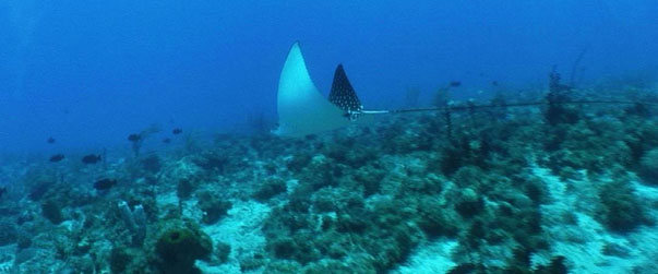 An Eagle Ray as captured by the remotely operated vehicle (ROV)