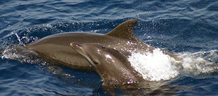 Bottlenose dolphin and calf