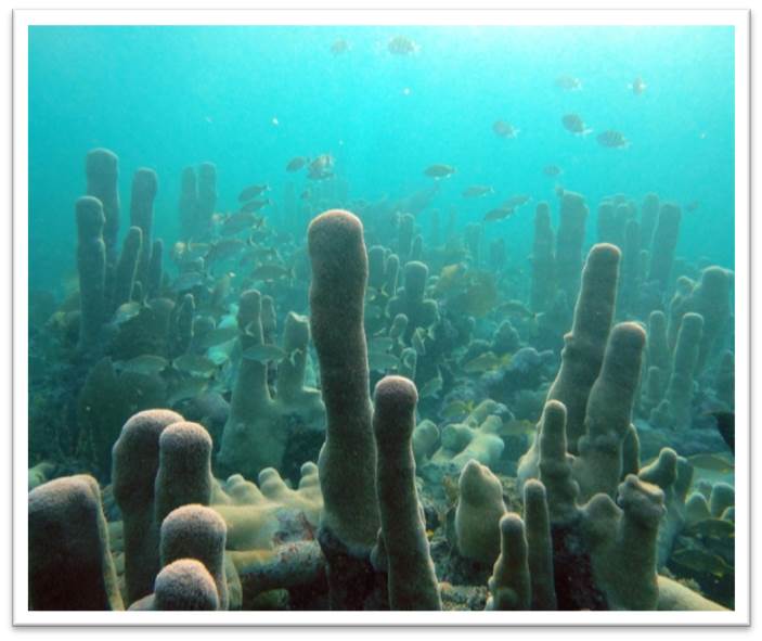 A typical reef found in the Florida Keys National Marine Sanctuary. 