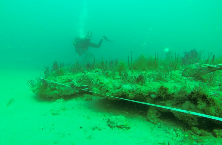 A NOAA scientific diver surveys the fish community of natural hardbottom habitat in a proposed wind energy call area off of Cape Fear.