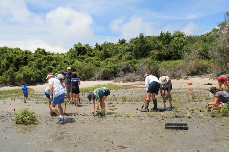 To enhance the living shoreline, volunteers use specialized shovels called "dibblers" to dig holes for each Spartina seedling in rows parallel to the shoreline.