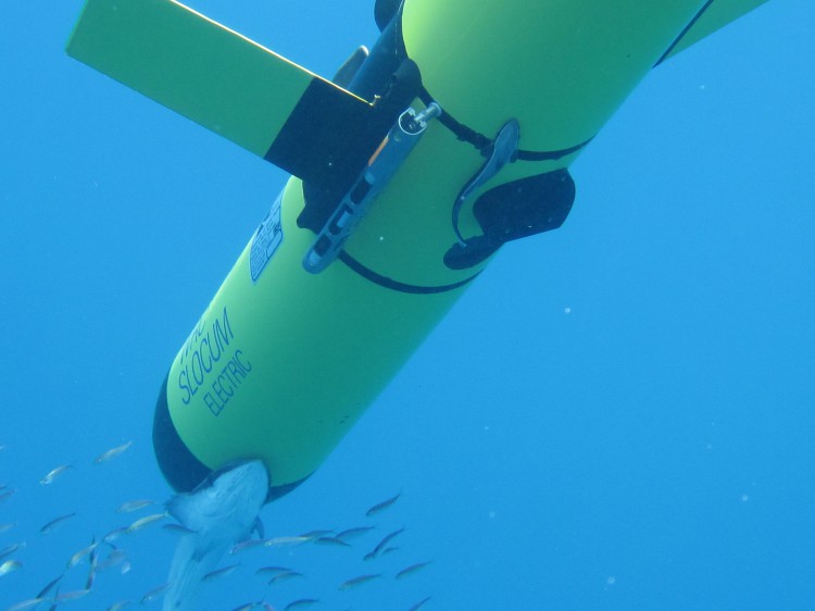 Slocum glider in water (credit University of South Florida Center for Ocean Technology)