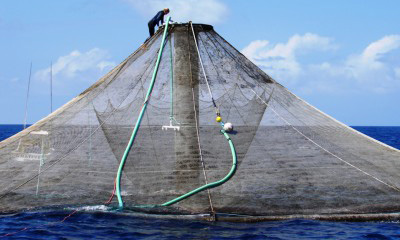 ocean net pen during cleaning