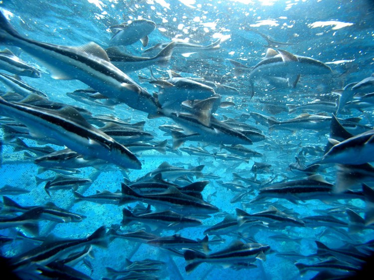 Cobia, Rachycentron canadum, in a marine cage culture operation in the caribbean.