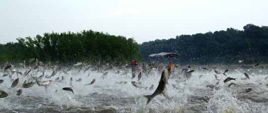 Asian carp pose a threat to boater safety, fishing, and ecosystem health. The commercial bait trade remains a potential pathway for Asian carp and other invasive species. (Credit Nerissa Michaels, Illinois River Biological Station)