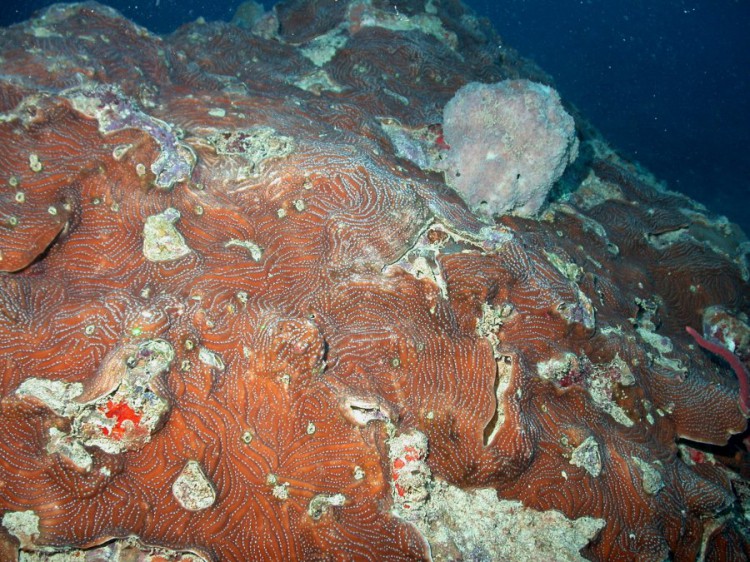 encrusting coral in Puerto Rico's Northeast Grand Reserve