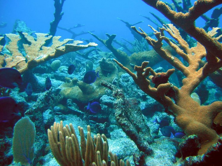 A relatively healthy reef of elkhorn coral (Acropora palmata), pillar coral (Dendrogyra cylindricus), and other species in St. Croix, USVI. Photo Credit: NOAA
