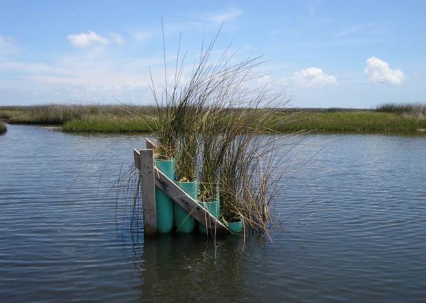 An EESLR Gulf of Mexico project 'marsh organ' used to mimic sea level rise impacts to marsh vegetation and to validate coupled seal level rise models. (Credit Scott Hagen, University of Central Florida)