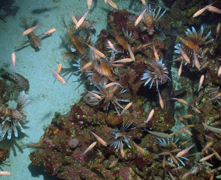 The invasive Lionfish has been found in increasing numbers at Red Grouper burrows at Pulley Ridge. A quick count at just one burrow during the 2014 field season revealed 67 of the venomous Pacific species, and potentially thousands over all of Pulley Ridge. (Credit Coral Ecosystem Connectivity 2014 Expedition) 